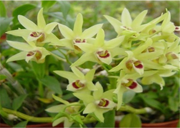 �c���鿴Ԕ����Ϣ�����}��Herba Dendrodii Flower ��x�Δ�(sh��)��3076