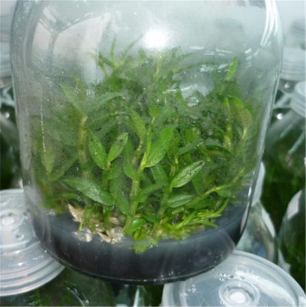 �c(di��n)���鿴Ԕ��(x��)��Ϣ����(bi��o)�}��Herba Dendrodii Pot Seedlings�� ��x�Δ�(sh��)��2425